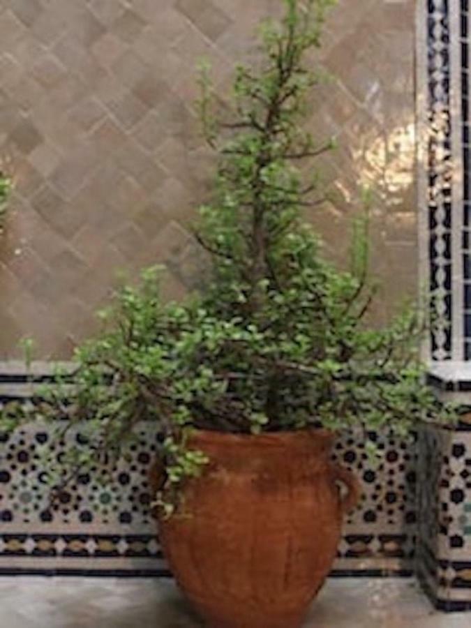 Traditional Moroccan House Taghazout Exterior foto